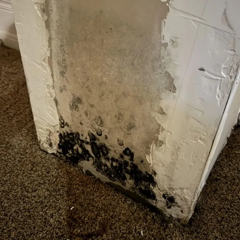 Professional Mold Removal in Milam, TX
